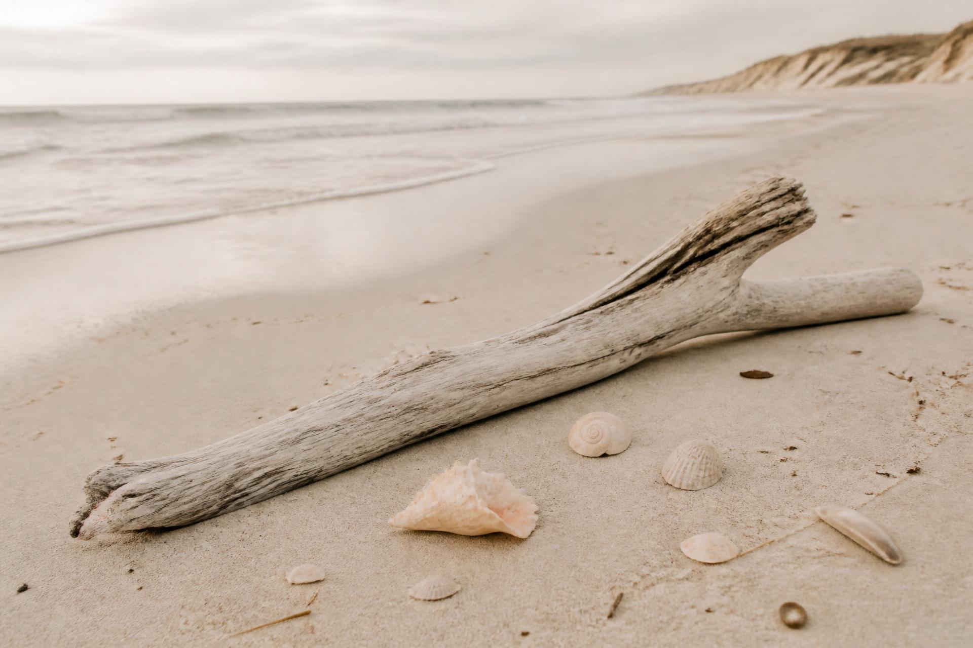 Weathered driftwood and pale shells resting on quiet sand